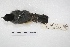  ( - MACN-Or-ct 5376)  @12 [ ] Copyright (2015) MACN Museo Argentino de Ciencias Naturales, Bernardino Rivadavia