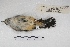  ( - MACN-Or-ct 5376)  @12 [ ] Copyright (2015) MACN Museo Argentino de Ciencias Naturales, Bernardino Rivadavia