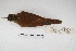  ( - MACN-Or-ct 5377)  @13 [ ] Copyright (2015) MACN Museo Argentino de Ciencias Naturales, Bernardino Rivadavia