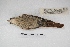 ( - MACN-Or-ct 5377)  @13 [ ] Copyright (2015) MACN Museo Argentino de Ciencias Naturales, Bernardino Rivadavia