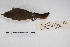  ( - MACN-Or-ct 5378)  @12 [ ] Copyright (2015) MACN Museo Argentino de Ciencias Naturales, Bernardino Rivadavia