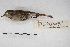  ( - MACN-Or-ct 5378)  @12 [ ] Copyright (2015) MACN Museo Argentino de Ciencias Naturales, Bernardino Rivadavia