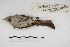  ( - MACN-Or-ct 5378)  @12 [ ] Copyright (2015) MACN Museo Argentino de Ciencias Naturales, Bernardino Rivadavia