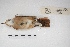  ( - MACN-Or-ct 5383)  @12 [ ] Copyright (2015) MACN Museo Argentino de Ciencias Naturales, Bernardino Rivadavia