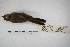  ( - MACN-Or-ct 5389)  @12 [ ] Copyright (2015) MACN Museo Argentino de Ciencias Naturales, Bernardino Rivadavia