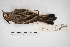  ( - MACN-Or-ct 5390)  @12 [ ] Copyright (2015) MACN Museo Argentino de Ciencias Naturales, Bernardino Rivadavia