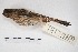  ( - MACN-Or-ct 5390)  @13 [ ] Copyright (2015) MACN Museo Argentino de Ciencias Naturales, Bernardino Rivadavia
