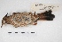  ( - MACN-Or-ct 5390)  @12 [ ] Copyright (2015) MACN Museo Argentino de Ciencias Naturales, Bernardino Rivadavia