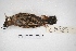 ( - MACN-Or-ct 5391)  @12 [ ] Copyright (2015) MACN Museo Argentino de Ciencias Naturales, Bernardino Rivadavia