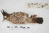  ( - MACN-Or-ct 5391)  @12 [ ] Copyright (2015) MACN Museo Argentino de Ciencias Naturales, Bernardino Rivadavia