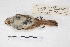  ( - MACN-Or-ct 5392)  @12 [ ] Copyright (2015) MACN Museo Argentino de Ciencias Naturales, Bernardino Rivadavia