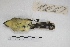  ( - MACN-Or-ct 5422)  @12 [ ] Copyright (2015) MACN Museo Argentino de Ciencias Naturales, Bernardino Rivadavia