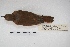  ( - MACN-Or-ct 5426)  @12 [ ] Copyright (2015) MACN Museo Argentino de Ciencias Naturales, Bernardino Rivadavia