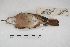  ( - MACN-Or-ct 5426)  @12 [ ] Copyright (2015) MACN Museo Argentino de Ciencias Naturales, Bernardino Rivadavia