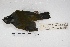  ( - MACN-Or-ct 5628)  @11 [ ] Copyright (2015) MACN Museo Argentino de Ciencias Naturales, Bernardino Rivadavia