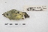  ( - MACN-Or-ct 5650)  @12 [ ] Copyright (2015) MACN Museo Argentino de Ciencias Naturales, Bernardino Rivadavia