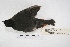  ( - MACN-Or-ct 5720)  @12 [ ] Copyright (2015) MACN Museo Argentino de Ciencias Naturales, Bernardino Rivadavia