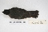  ( - MACN-Or-ct 5744)  @12 [ ] Copyright (2015) MACN Museo Argentino de Ciencias Naturales, Bernardino Rivadavia