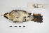  ( - MACN-Or-ct 5744)  @12 [ ] Copyright (2015) MACN Museo Argentino de Ciencias Naturales, Bernardino Rivadavia