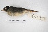  ( - MACN-Or-ct 5753)  @13 [ ] Copyright (2015) MACN Museo Argentino de Ciencias Naturales, Bernardino Rivadavia