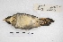  ( - MACN-Or-ct 5753)  @12 [ ] Copyright (2015) MACN Museo Argentino de Ciencias Naturales, Bernardino Rivadavia