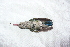  ( - MACN-Or-ct 5879)  @11 [ ] by-nc-sa (10101010) MACN Museo Argentino de Ciencias Naturales
