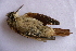  ( - MACN-Or-ct 5895)  @11 [ ] by-nc-sa (10101010) MACN Museo Argentino de Ciencias Naturales