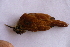  ( - MACN-Or-ct 5895)  @11 [ ] by-nc-sa (10101010) MACN Museo Argentino de Ciencias Naturales