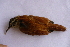  ( - MACN-Or-ct 5895)  @11 [ ] by-nc-sa (10101010) MACN Museo Argentino de Ciencias Naturales