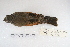  ( - MACN-Or-ct 5111)  @13 [ ] Copyright (2014) MACN Museo Argentino de Ciencias Naturales, Bernardino Rivadavia