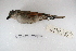  ( - MACN-Or-ct 5111)  @13 [ ] Copyright (2014) MACN Museo Argentino de Ciencias Naturales, Bernardino Rivadavia