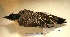  ( - MACN-Or-ct 5146)  @11 [ ] Copyright (2017) MACN Museo Argentino de Ciencias Naturales (Bernardino Rivadavia)