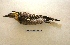 ( - MACN-Or-ct 5146)  @11 [ ] Copyright (2017) MACN Museo Argentino de Ciencias Naturales (Bernardino Rivadavia)