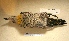  ( - MACN-Or-ct 5146)  @11 [ ] Copyright (2017) MACN Museo Argentino de Ciencias Naturales (Bernardino Rivadavia)