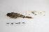  ( - MACN-Or-ct 5271)  @12 [ ] Copyright (2014) MACN Museo Argentino de Ciencias Naturales, Bernardino Rivadavia