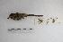  ( - MACN-Or-ct 5271)  @13 [ ] Copyright (2014) MACN Museo Argentino de Ciencias Naturales, Bernardino Rivadavia