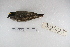  ( - MACN-Or-ct 5294)  @11 [ ] Copyright (2014) MACN Museo Argentino de Ciencias Naturales, Bernardino Rivadavia