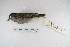  ( - MACN-Or-ct 5294)  @11 [ ] Copyright (2014) MACN Museo Argentino de Ciencias Naturales, Bernardino Rivadavia