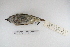  ( - MACN-Or-ct 5294)  @11 [ ] Copyright (2014) MACN Museo Argentino de Ciencias Naturales, Bernardino Rivadavia