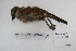  ( - MACN-Or-ct 5344)  @13 [ ] Copyright (2014) MACN Museo Argentino de Ciencias Naturales, Bernardino Rivadavia