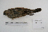  ( - MACN-Or-ct 5344)  @13 [ ] Copyright (2014) MACN Museo Argentino de Ciencias Naturales, Bernardino Rivadavia
