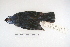  ( - MACN-Or-ct 5836)  @13 [ ] Copyright (2014) MACN Museo Argentino de Ciencias Naturales, Bernardino Rivadavia