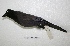  ( - MACN-Or-ct 6208)  @11 [ ] Copyright (2016) MACN Museo Argentino de Ciencias Naturales (Bernardino Rivadavia)