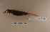  ( - MACN-Or-ct 6777)  @11 [ ] Copyright (2016) MACN Museo Argentino de Ciencias Naturales (Bernardino Rivadavia)