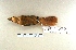  ( - MACN-Or-ct 6777)  @11 [ ] Copyright (2016) MACN Museo Argentino de Ciencias Naturales (Bernardino Rivadavia)