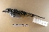  ( - MACN-Or-ct 6798)  @11 [ ] Copyright (2016) MACN Museo Argentino de Ciencias Naturales (Bernardino Rivadavia)
