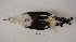  ( - MACN-Or-ct 7651)  @11 [ ] Copyright (2016) MACN Museo Argentino de Ciencias Naturales (Bernardino Rivadavia)