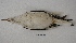  ( - MACN-Or-ct 7651)  @11 [ ] Copyright (2016) MACN Museo Argentino de Ciencias Naturales (Bernardino Rivadavia)