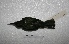  ( - MACN-Or-ct 7719)  @11 [ ] Copyright (2017) MACN Museo Argentino de Ciencias Naturales "Bernardino Rivadavia"