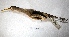  ( - MACN-Or-ct 7748)  @11 [ ] Copyright (2015) MACN Museo Argentino de Ciencias Naturales, Bernardino Rivadavia